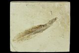 Fossil Willow (Salix) Leaf - Green River Formation #109622-1
